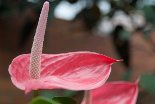 A red tropical plant sits in the garden.