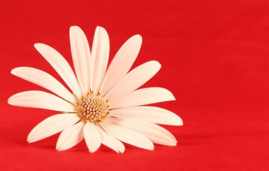 White flower in red background