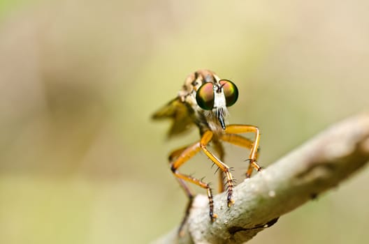 Robberfly in green nature or in the garden