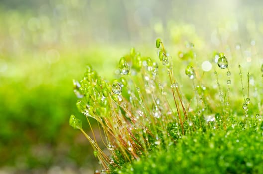 Fresh moss in green nature or in old stone or old wall