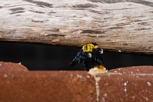 Carpenter bee in the nature or in the garden.It's danger