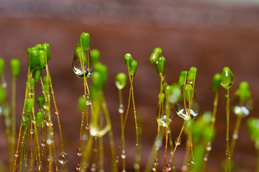 Fresh moss in green nature or in old stone or old wall