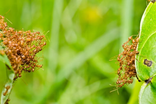 red ant in green nature or in the garden