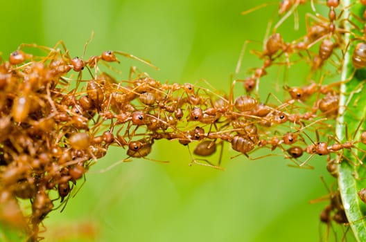 red ant in green nature or in the garden