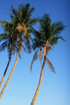 Coconut tree a common view in country side of Asia.