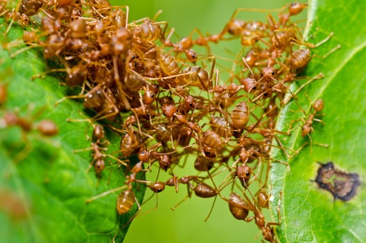 red ant in green nature or in the garden