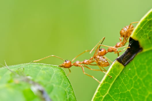 red ant in green nature or in the garden