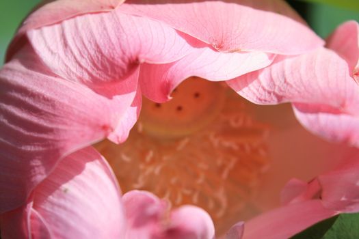 Close up of a lotus. Lotus is a symbol of pure and innocence in eastern culture.