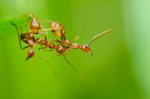 red ant in green nature or in the garden