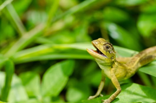 Lizard in green nature or in park or in the garden