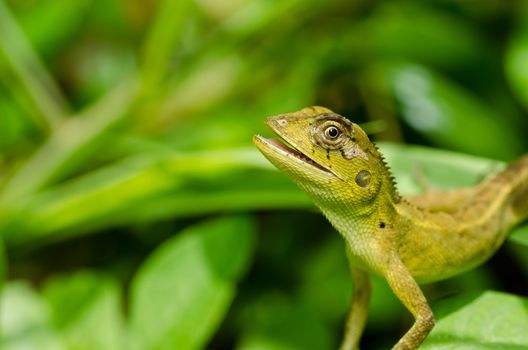 Lizard in green nature or in park or in the garden