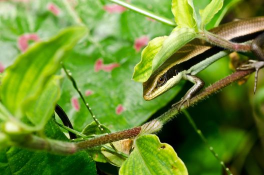 hide Skink in garden or in green nature