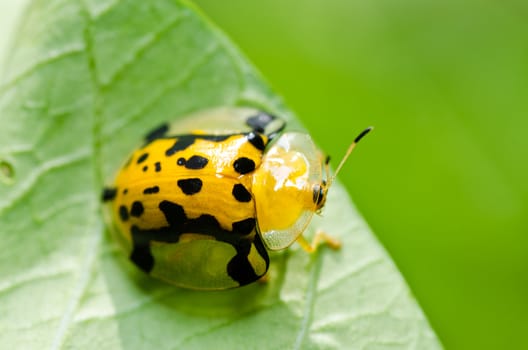 orange beetle in green nature or the garden