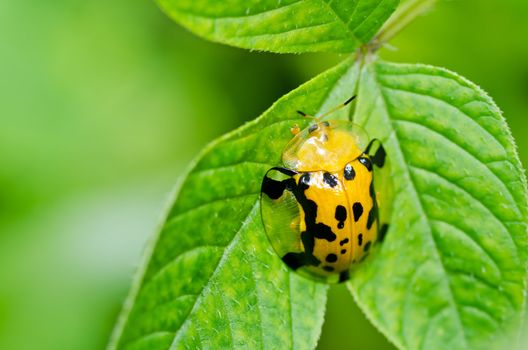 orange beetle in green nature or the garden