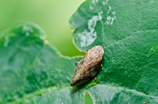 Aphid insect in green nature or in the garden