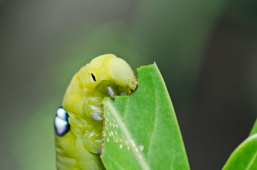 worm in green nature or in the garden