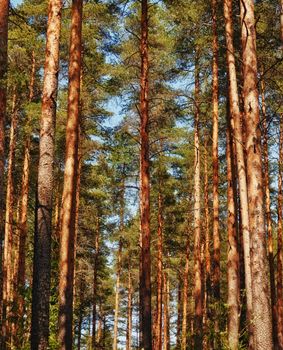 summer pine tree forest at sunny day