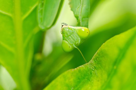 mantis in green nature or in garden