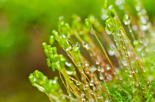 Fresh moss in green nature or in old stone or old wall