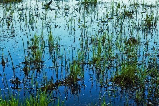 grass in water late evening, lake at Kareliya