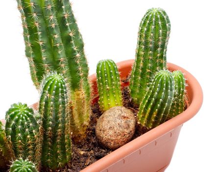 green cactus in brown pot, isolated on white