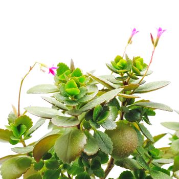 home plant leaves and flowers isolated on white