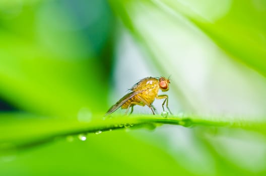 fly in green nature or in the city