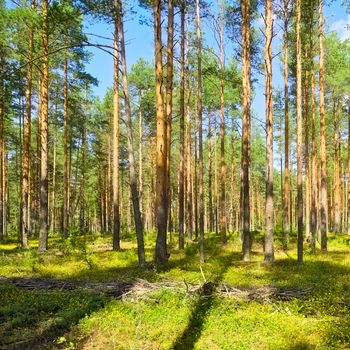 beautiful pine forest at sunny summer day