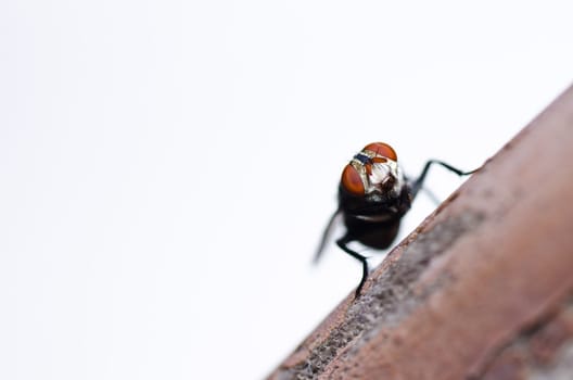 fly in green nature or in the city