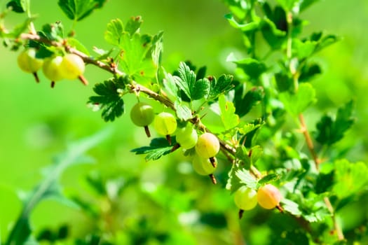 bunch of ripe gooseberries at summer day