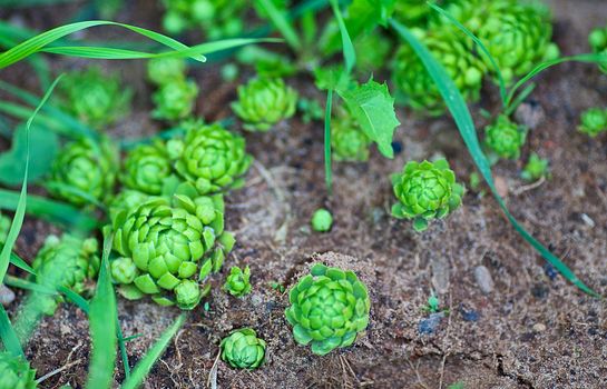 small green round sprouts, shallow depth of field