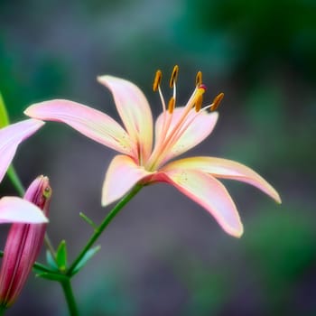 beautiful pink lilies in garden, close up