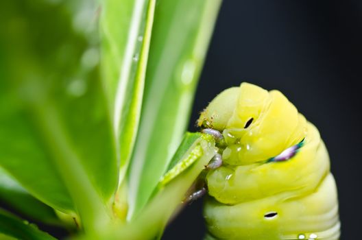 worm in green nature or in the garden