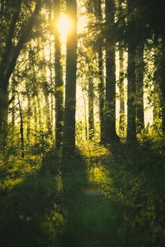 sunbeams in pine forest at summer morning