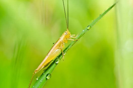 grasshopper in green nature or in the garden