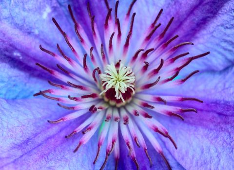 violet flower opened bud close up, little depth of field