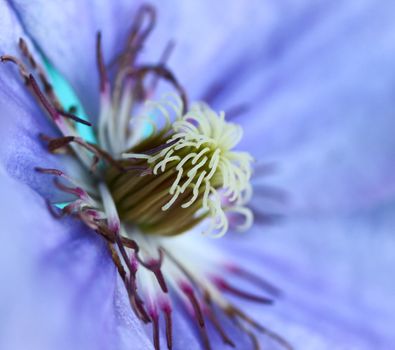 violet flower opened bud close up, little depth of field
