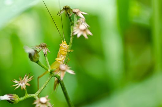 grasshopper in green nature or in the garden