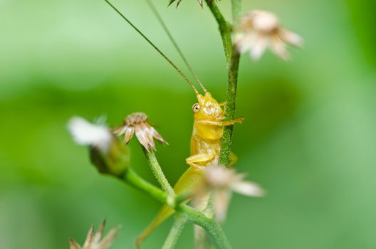 grasshopper in green nature or in the garden