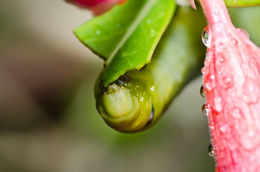 worm in green nature or in the garden