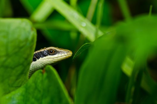 hide Skink in garden or in green nature