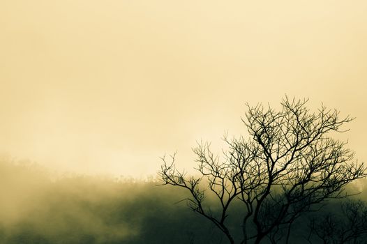 Tree Branch in The Foggy area of volcanic crater lake