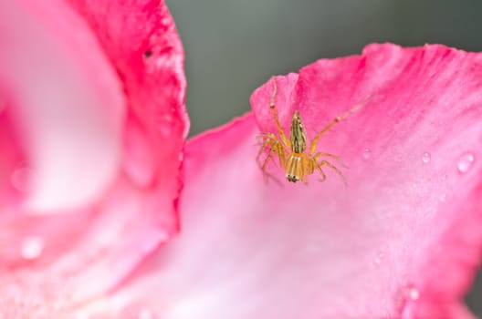 jumping spider in green nature or in the garden