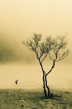 dead trees at the edge of volcanic crater lake of Kawah Putih, Bandung Indonesia in splitted tone