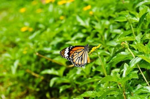 butterfly in green nature or in the garden