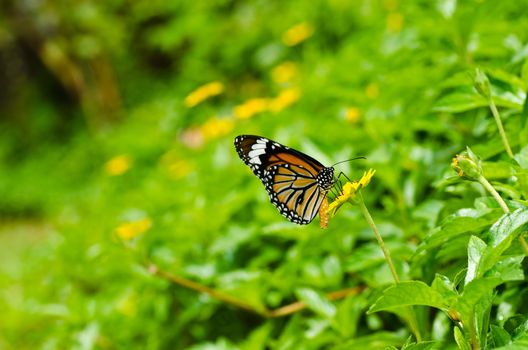 butterfly in green nature or in the garden