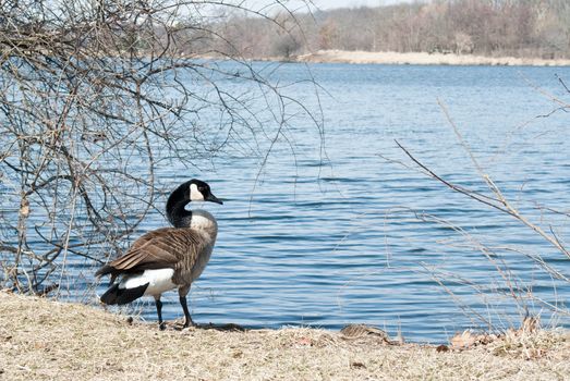 Canadian Goose stands beside the Huron River