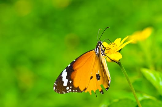 butterfly in green nature or in the garden