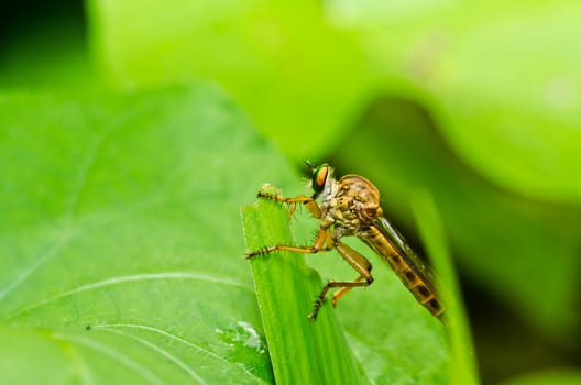 Robberfly in green nature or in the garden