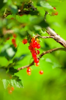 ripening redcurrant bunch on the branch at summer day